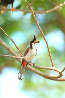 Kuş bir ağaç dalında av arıyor..