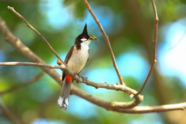 Kuş bir ağaç dalında av arıyor..
