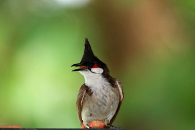 Kuş bir ağaç dalında av arıyor..