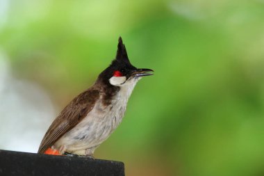 Kuş bir ağaç dalında av arıyor..