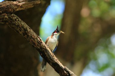 Kuş bir ağaç dalında av arıyor..