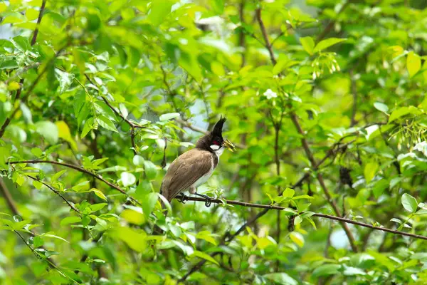 Kuş bir ağaç dalında av arıyor..