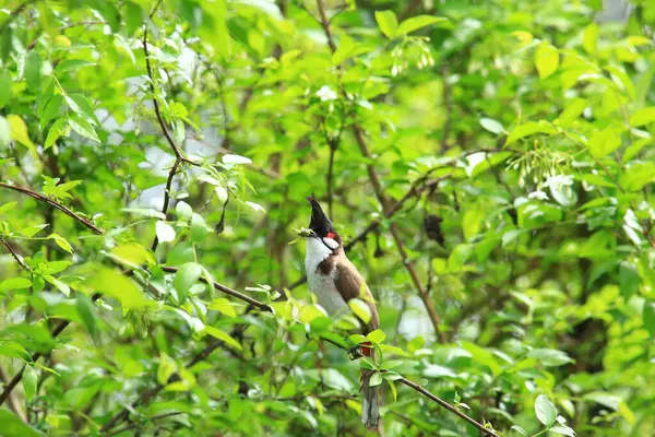 Kuş bir ağaç dalında av arıyor..