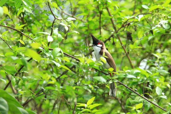 Kuş bir ağaç dalında av arıyor..