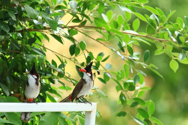 Kuş bir ağaç dalında av arıyor..