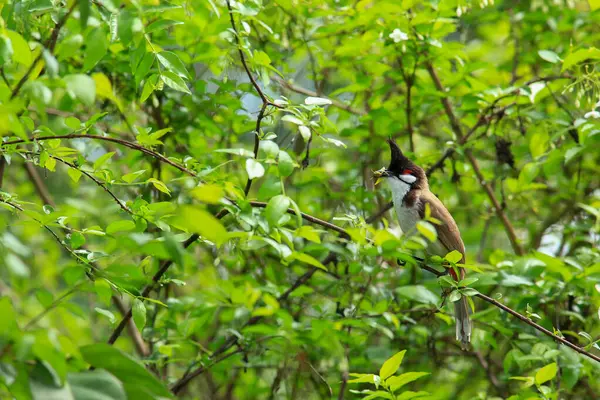 Kuş bir ağaç dalında av arıyor..