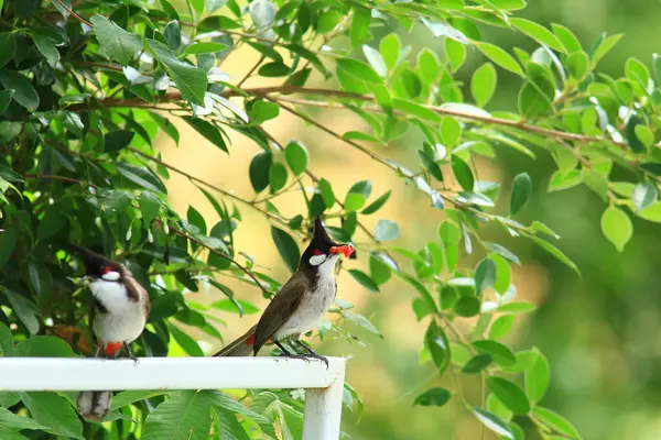 Kuş bir ağaç dalında av arıyor..