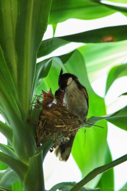 Anne kuş yuvada yavrularını besler, yuvada yeni doğmuş yavru kuş, kızıl bıyıklı Bulbul