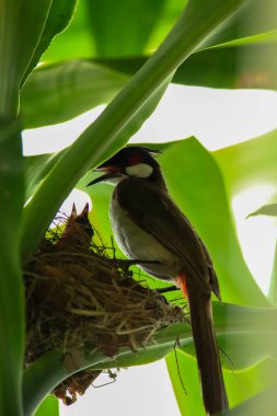 Anne kuş yuvada yavrularını besler, yuvada yeni doğmuş yavru kuş, kızıl bıyıklı Bulbul
