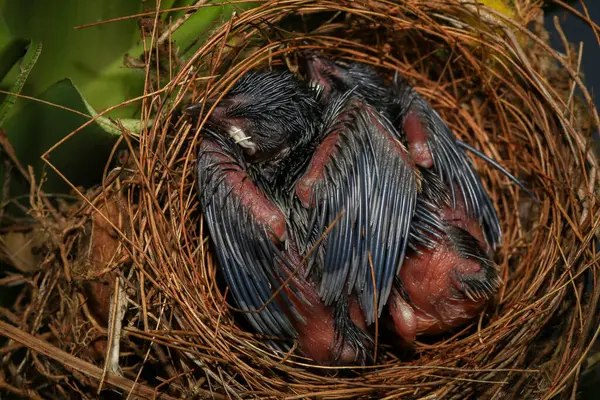 Anne kuş yuvada yavrularını besler, yuvada yeni doğmuş yavru kuş, kızıl bıyıklı Bulbul