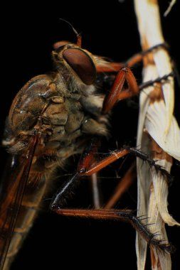 Kara arka planda soyguncu sineğine (Asilidae) yakın plan, soyguncunun makro çekimi bir bitkinin üzerinde. Makro fotoğrafçılık.