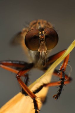Kara arka planda soyguncu sineğine (Asilidae) yakın plan, soyguncunun makro çekimi bir bitkinin üzerinde. Makro fotoğrafçılık.