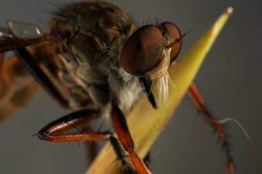 Kara arka planda soyguncu sineğine (Asilidae) yakın plan, soyguncunun makro çekimi bir bitkinin üzerinde. Makro fotoğrafçılık.