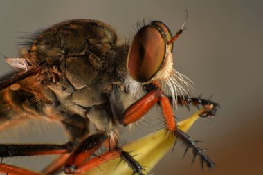 Kara arka planda soyguncu sineğine (Asilidae) yakın plan, soyguncunun makro çekimi bir bitkinin üzerinde. Makro fotoğrafçılık.