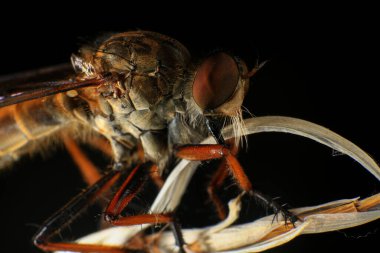 Kara arka planda soyguncu sineğine (Asilidae) yakın plan, soyguncunun makro çekimi bir bitkinin üzerinde. Makro fotoğrafçılık.