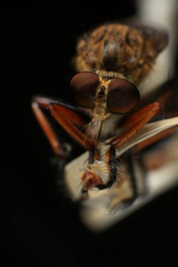 Kara arka planda soyguncu sineğine (Asilidae) yakın plan, soyguncunun makro çekimi bir bitkinin üzerinde. Makro fotoğrafçılık.
