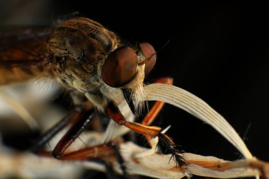 Kara arka planda soyguncu sineğine (Asilidae) yakın plan, soyguncunun makro çekimi bir bitkinin üzerinde. Makro fotoğrafçılık.