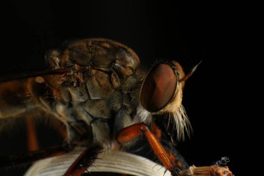 Kara arka planda soyguncu sineğine (Asilidae) yakın plan, soyguncunun makro çekimi bir bitkinin üzerinde. Makro fotoğrafçılık.
