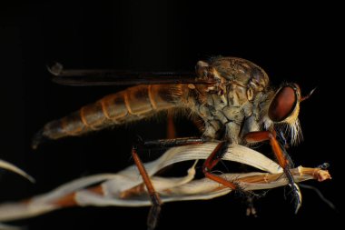 Kara arka planda soyguncu sineğine (Asilidae) yakın plan, soyguncunun makro çekimi bir bitkinin üzerinde. Makro fotoğrafçılık.