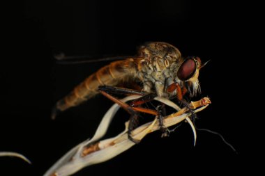 Kara arka planda soyguncu sineğine (Asilidae) yakın plan, soyguncunun makro çekimi bir bitkinin üzerinde. Makro fotoğrafçılık.