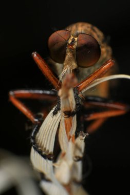 Kara arka planda soyguncu sineğine (Asilidae) yakın plan, soyguncunun makro çekimi bir bitkinin üzerinde. Makro fotoğrafçılık.