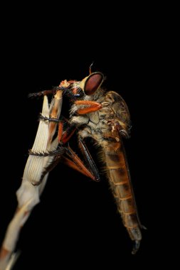 Kara arka planda soyguncu sineğine (Asilidae) yakın plan, soyguncunun makro çekimi bir bitkinin üzerinde. Makro fotoğrafçılık.