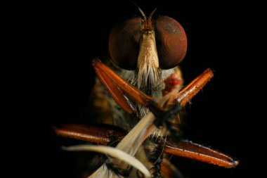 Kara arka planda soyguncu sineğine (Asilidae) yakın plan, soyguncunun makro çekimi bir bitkinin üzerinde. Makro fotoğrafçılık.