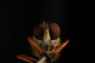Kara arka planda soyguncu sineğine (Asilidae) yakın plan, soyguncunun makro çekimi bir bitkinin üzerinde. Makro fotoğrafçılık.