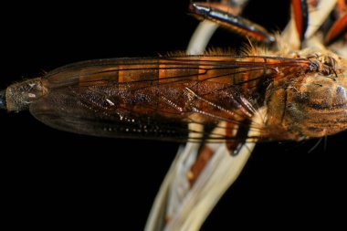 Kara arka planda soyguncu sineğine (Asilidae) yakın plan, soyguncunun makro çekimi bir bitkinin üzerinde. Makro fotoğrafçılık.