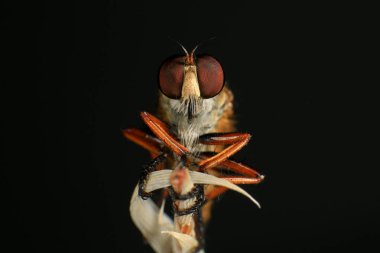 Kara arka planda soyguncu sineğine (Asilidae) yakın plan, soyguncunun makro çekimi bir bitkinin üzerinde. Makro fotoğrafçılık.