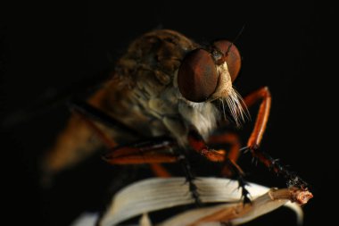 Kara arka planda soyguncu sineğine (Asilidae) yakın plan, soyguncunun makro çekimi bir bitkinin üzerinde. Makro fotoğrafçılık.