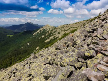 Gorgany 'deki sarı yosunlarla kaplı taşlar. Batı Ukrayna' dan Syniak tepesine kadar uzanan dağ sıraları. Yüksek kalite fotoğraf