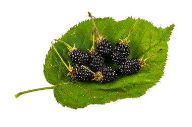 Blackberry beyaz arka planda izole edilmiş. - Evet. Yüksek kalite fotoğraf