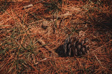Ormanın zemininde sedir konisi, sıcak mevsimde açık ve eksiksiz, kaliteli bir fotoğraf.