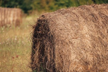 Mavi Gök 'ün Önündeki Saman Bale, Hay Bale, Hay Bales, Yuvarlak Saman Balyaları. Yüksek kalite fotoğraf
