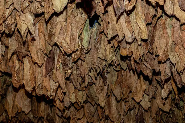 Cut tobacco and tobacco leaves. High quality photo