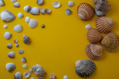 Sarı arka planda deniz kabukları, yaz tatili, üst manzara. Yüksek kalite fotoğraf