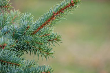 Arka plan, bulanık bir arka planda iğneli Noel ağacı dallarının soyutlanması. Yüksek kaliteli fotoğraf.
