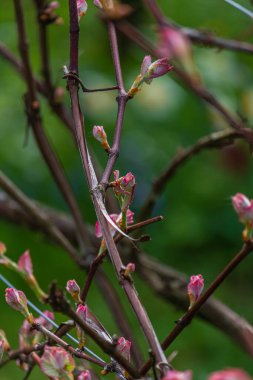 Üzüm çeşitleri, üzüm yaprakları, Isabella üzümleri, üzümler çiçek açacak.