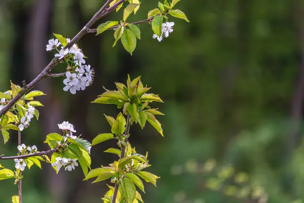Güzel sakura çiçeği kiraz çiçeği ilkbaharda kiraz ağacı çiçeği mavi gökyüzünde yüksek kaliteli fotoğraf