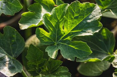 Karpuz, ekmeye hazır. Hasat konsepti, bahçıvanlık, ev bahçesi yüksek kaliteli fotoğraf