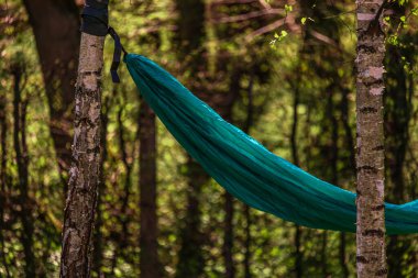 Hamak huş ağaçları arasında gerilmiştir. Yaz tatili Yüksek kalite fotoğraf