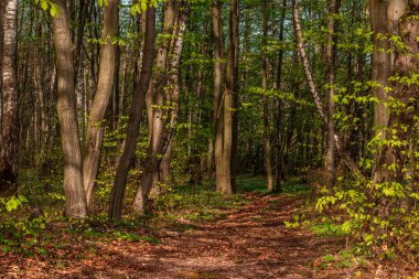Güzel yeşil yaz ormanı. Bahar arkaplanı, arkaplan Yüksek kaliteli fotoğraf