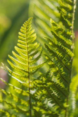 Genç eğreltiotunun yeşil yaprakları ilkbaharda ve sabahın erken saatlerinde parlak güneşin altında. Yüksek kalite fotoğraf