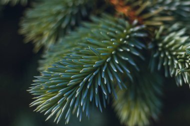Noel ağacının arka planında Noel kartı var. Yüksek kaliteli fotoğraf.