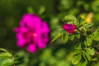 Baharda reçel için pembe gül Yüksek kaliteli fotoğraf
