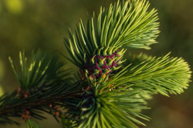 Noel ağacının arka planında Noel kartı var. Yüksek kaliteli fotoğraf.