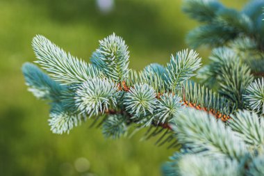 Noel ağacının arka planında Noel kartı var. Yüksek kaliteli fotoğraf.