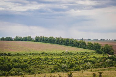 Bitkilerle bezenmiş tarla eski ağaçlarla bölünür ve yol onlara yükselir.