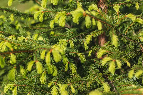 Noel ağacının arka planında Noel kartı var. Yüksek kaliteli fotoğraf.